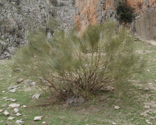 Sendero Cerrada del Lézar 06