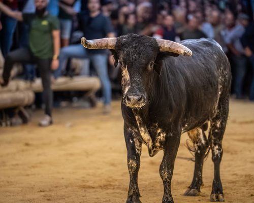 patronales_04